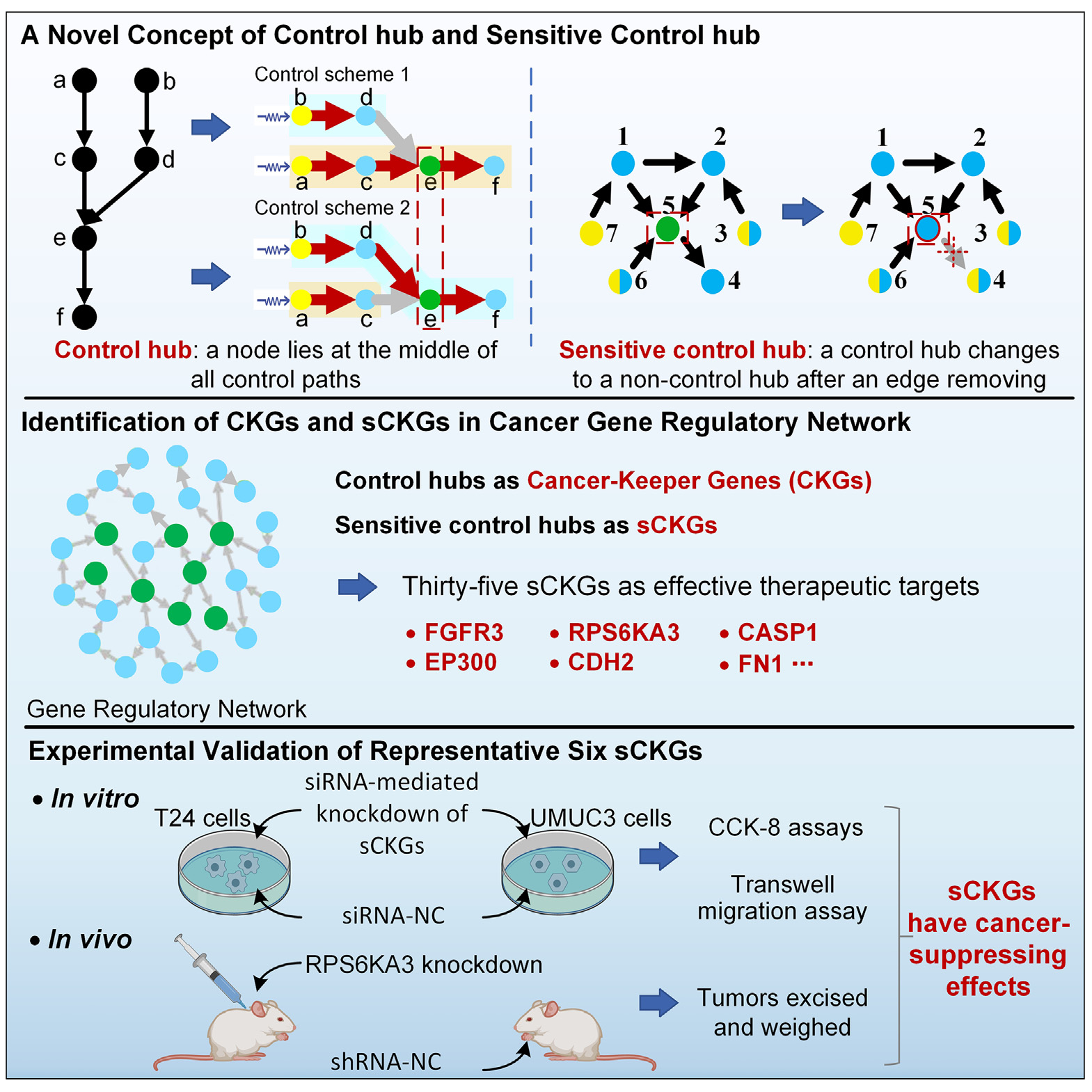 CKG graphical abstract